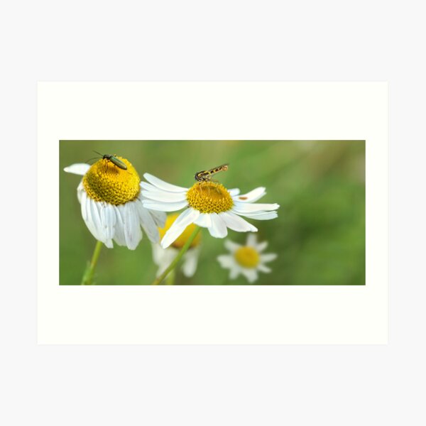 Insect Zoo Art Print