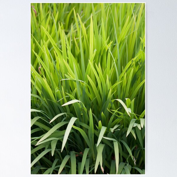 Item preview, Grass designed and sold by daveharrisonnet.