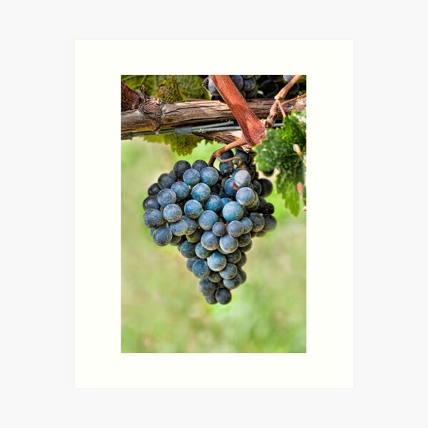 Item preview, Peel Me A Grape designed and sold by Marilyn Cornwell.