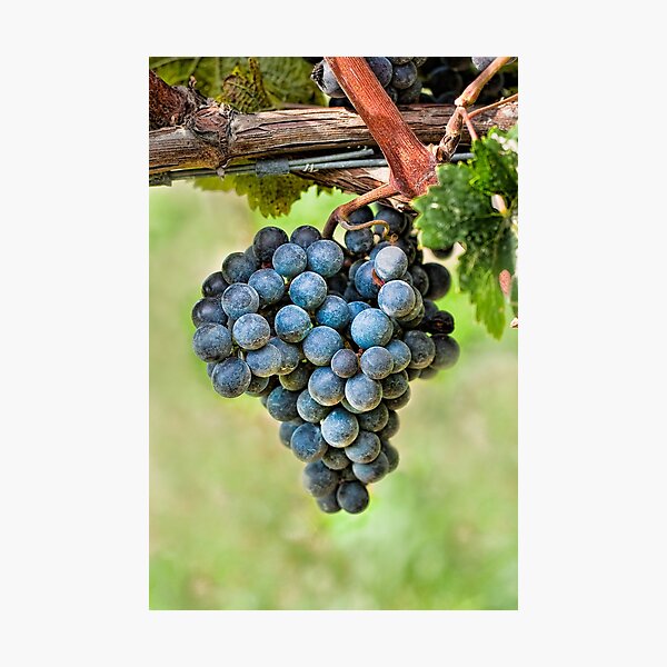 Item preview, Peel Me A Grape designed and sold by Marilyn Cornwell.