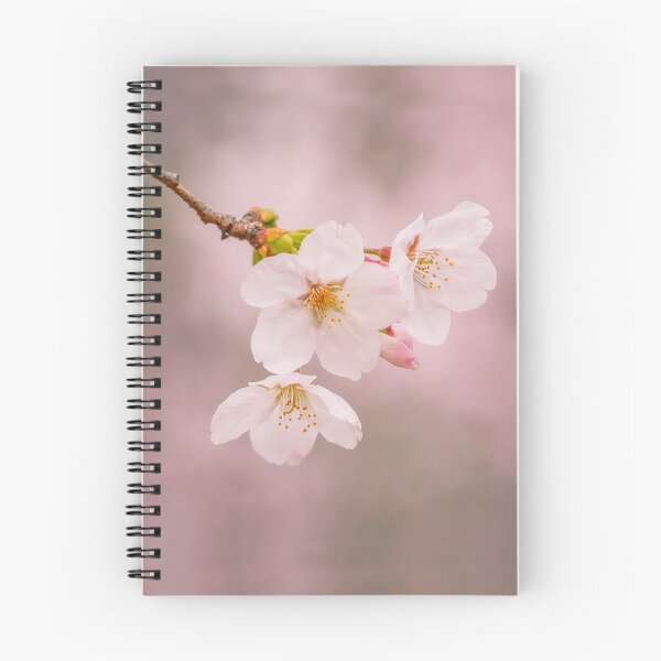 Item preview, Spring Burst - Japanese Cherry Blossom (Sakura) designed and sold by Jordan McChesney.