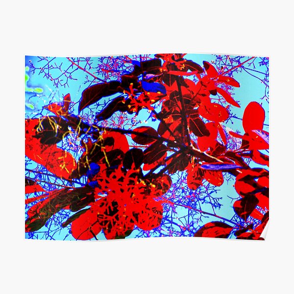 Blue Skies & Red Leaves - Garden Plant Life Poster