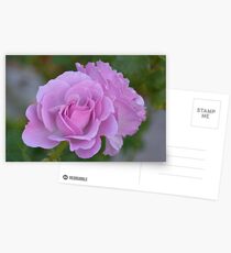 Lavender twins, landscape Postcards