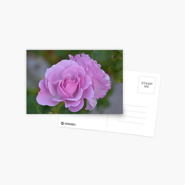 Lavender twins, landscape Postcard