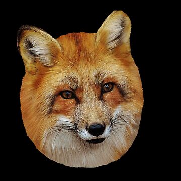Vorschaubild zum Design Fuchs von Katja LebenFreude