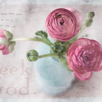 Artwork thumbnail, Pink Ranunculus by JulieLegg
