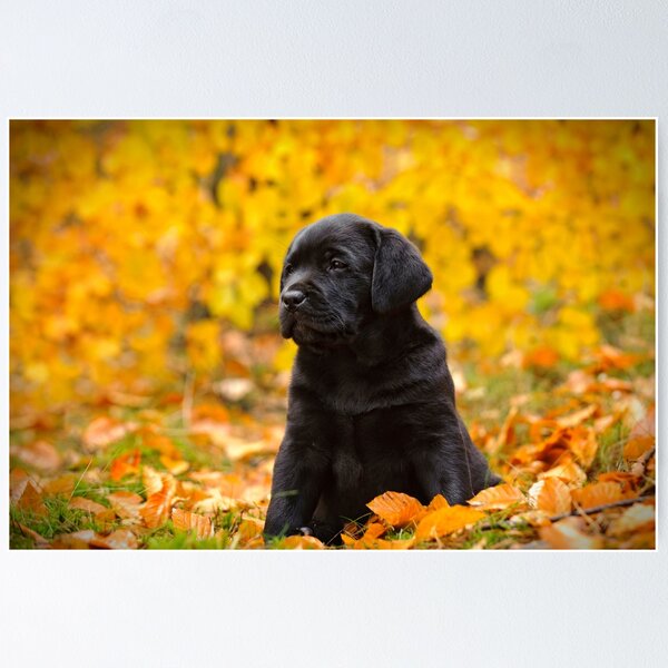 Item preview, Autumn lab designed and sold by PetsArt.