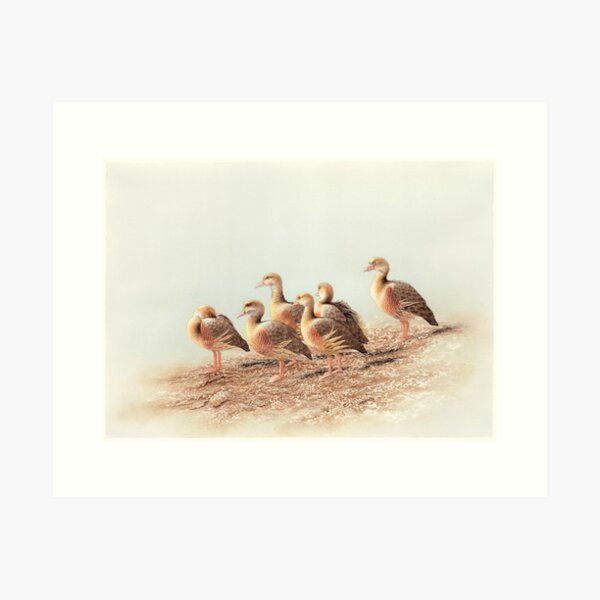 Plumed Whistling Ducks (Dendrocygna eytoni) Art Print
