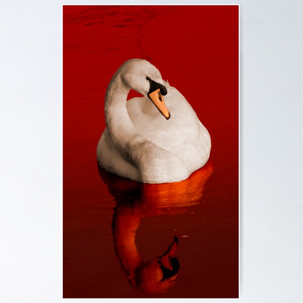 Item preview, Blood Swan designed and sold by Rustyoldtown.