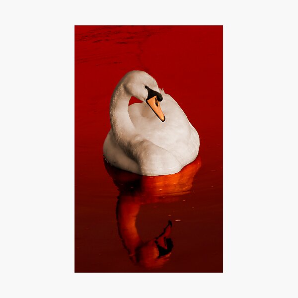 Item preview, Blood Swan designed and sold by Rustyoldtown.