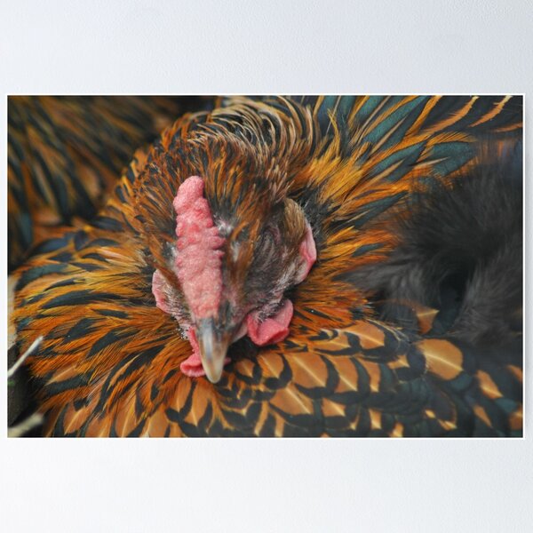 Item preview, Sleepy Hen ~ Thorne's 2010 designed and sold by SCreary.