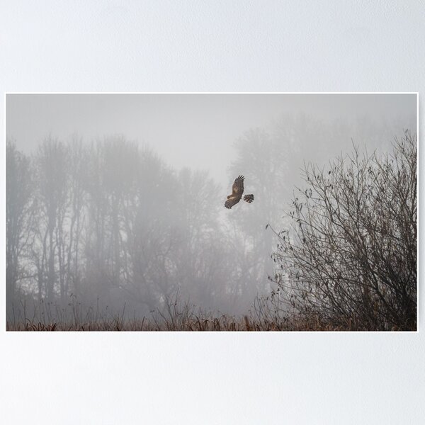 Item preview, Northern Harrier Hunting in Morning Fog designed and sold by AvocaSpring.