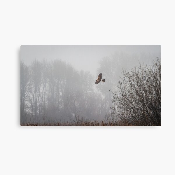 Item preview, Northern Harrier Hunting in Morning Fog designed and sold by AvocaSpring.