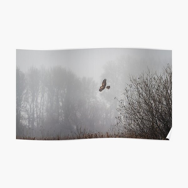 Northern Harrier Hunting in Morning Fog Poster