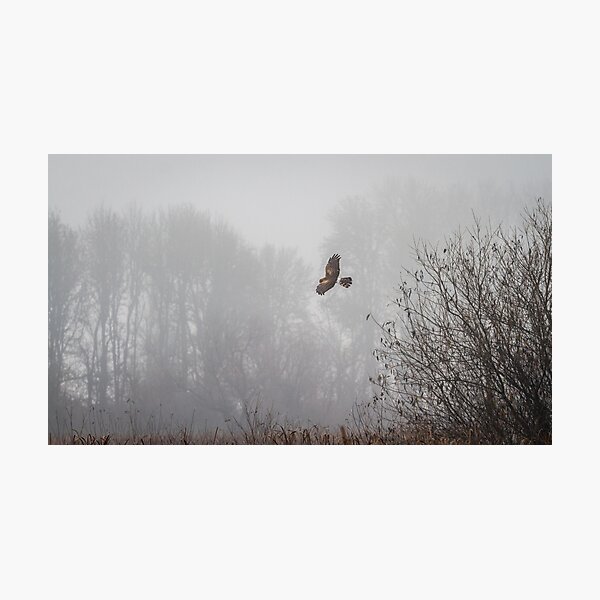 Item preview, Northern Harrier Hunting in Morning Fog designed and sold by AvocaSpring.