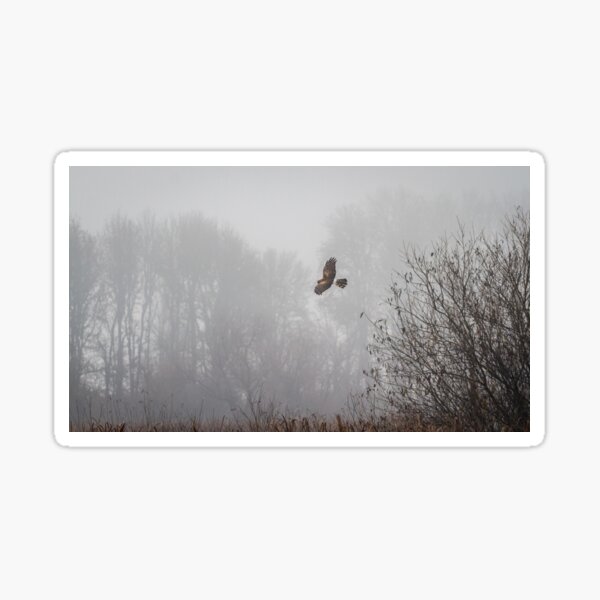 Item preview, Northern Harrier Hunting in Morning Fog designed and sold by AvocaSpring.