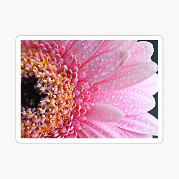 Macro photography of a pink flower Sticker