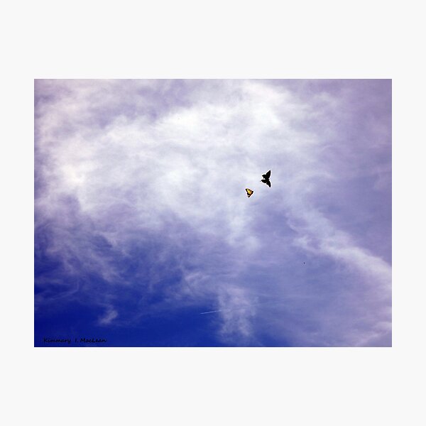 Butterflies in the Sky Photographic Print