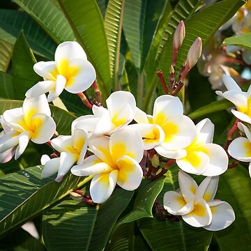 Vorschaubild zum Design Franjipani von Katja LebenFreude