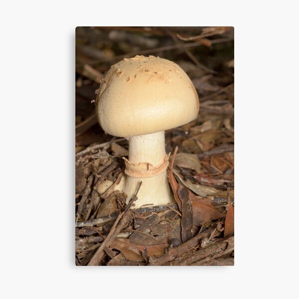 Mushroom - Amanita sp. Canvas Print