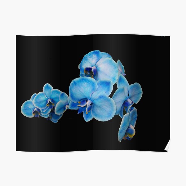 Mi orquídea azul Póster
