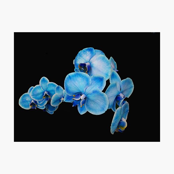 My Blue Orchid Photographic Print