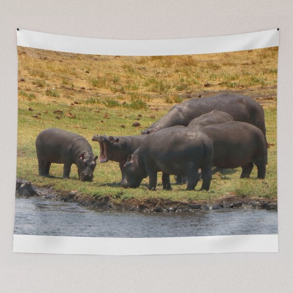 Item preview, Hippos grazing by the Chobe River, Botswana, Africa designed and sold by FranWest.
