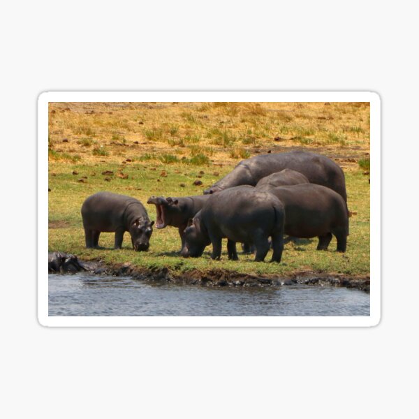 Vista previa del artículo con la obra «Hipopótamos pastando por el río Chobe, Botswana, África», diseñado y vendido por FranWest.