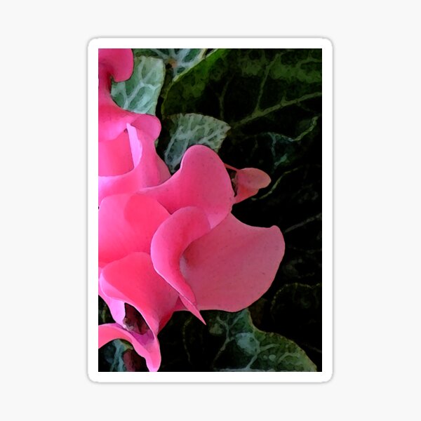Cyclamen Sticker