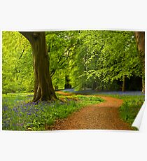 Woodland Path Poster