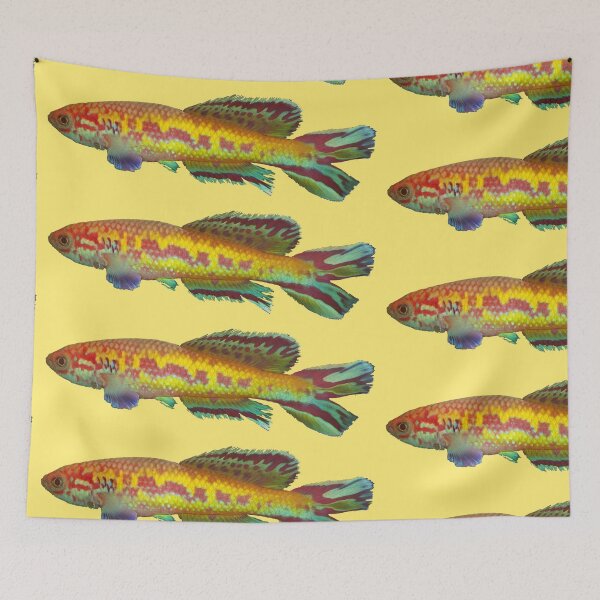 Item preview, Callopanchax occidentalis killifish designed and sold by killies.
