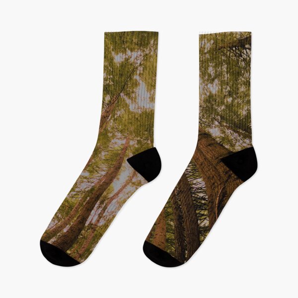 Item preview, Beech Forest... where the Redwoods keep getting taller! designed and sold by imaginethis.