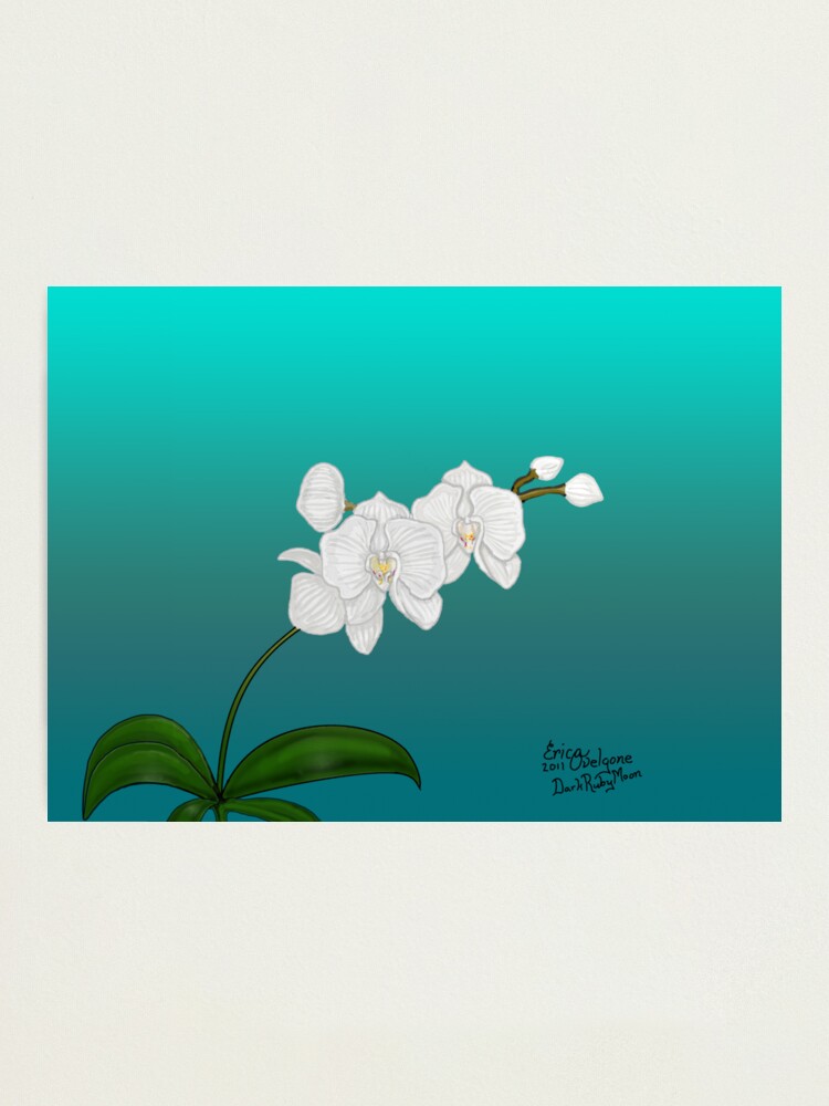 Alternate view of White Orchid Photographic Print