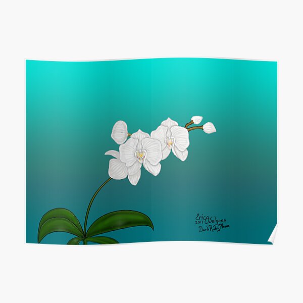 White Orchid Poster