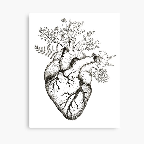 Human Heart Drawing Png Svg Free Library  Anatomical Heart Drawing Simple  Transparent PNG  550x712  Free Download on NicePNG