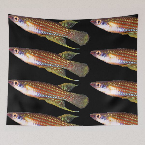 Item preview, Aplocheilus parvus Killifish designed and sold by killies.