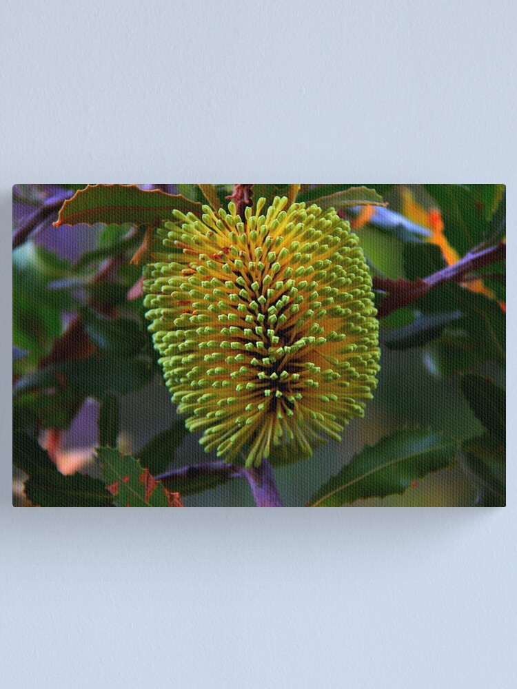 Alternate view of Banksia lemanniana Canvas Print