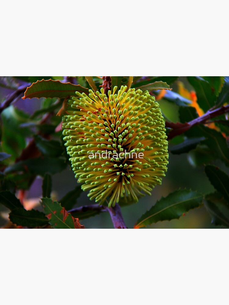 Banksia lemanniana by andrachne