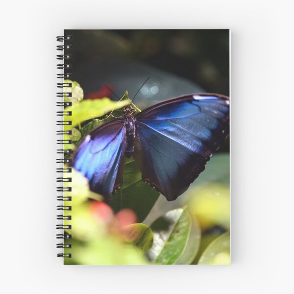 Item preview, Common Morpho - Morpho peleides designed and sold by Matsumoto.