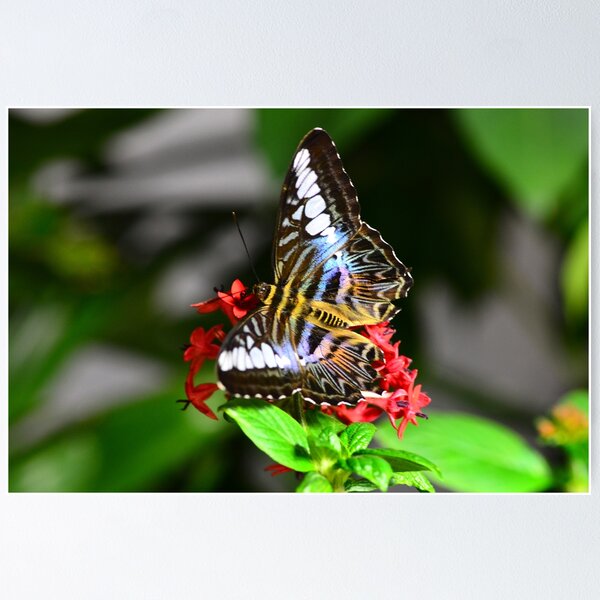 Item preview, (PARTHENOS SYLVIA LILACINUS) Violet Clipper  designed and sold by Matsumoto.