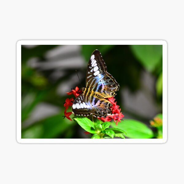 Item preview, (PARTHENOS SYLVIA LILACINUS) Violet Clipper  designed and sold by Matsumoto.