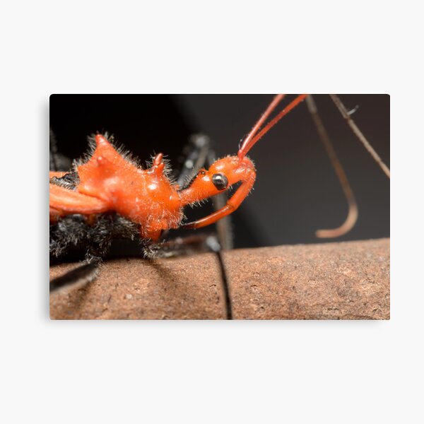 Close-up of Orange Assassin Bug - Gminatus australis Metal Print