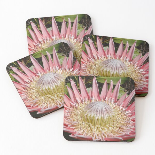 Item preview, African king protea flowering designed and sold by NJH110.