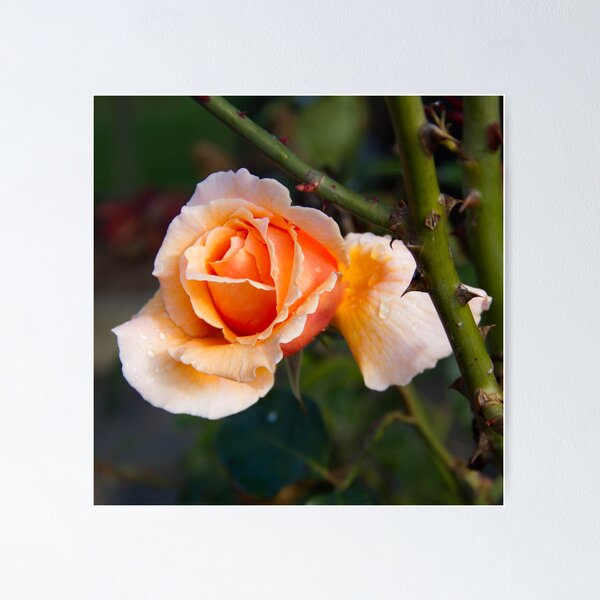 Item preview, Peach Rose designed and sold by Ben Breen.