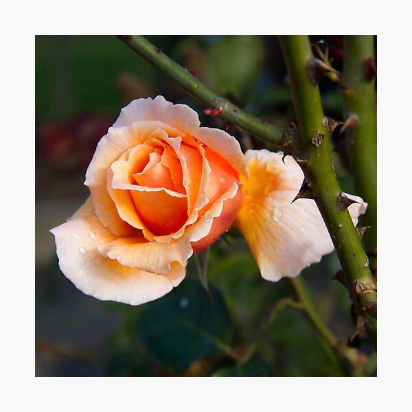 Item preview, Peach Rose designed and sold by Ben Breen.