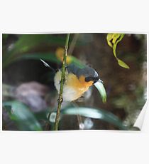 Spectacled Monarch Poster