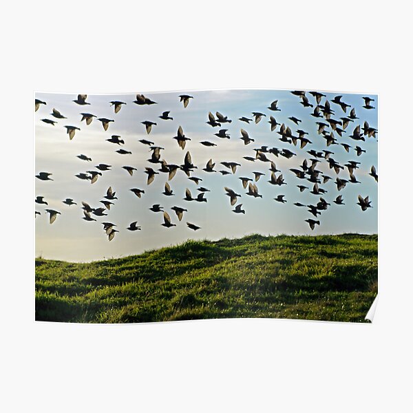 Birds of a Feather Poster