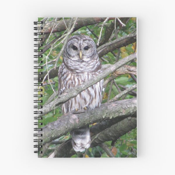 Item preview, Barred Owl designed and sold by Phoebetales.