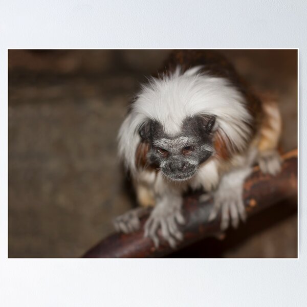 Item preview, White-Capped Tamarin designed and sold by Timothy Meissen.