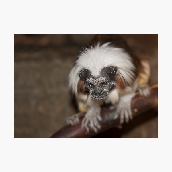 Item preview, White-Capped Tamarin designed and sold by Timothy Meissen.